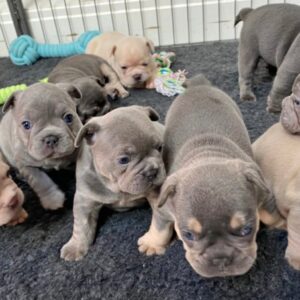 Buy French Bulldog puppies online
