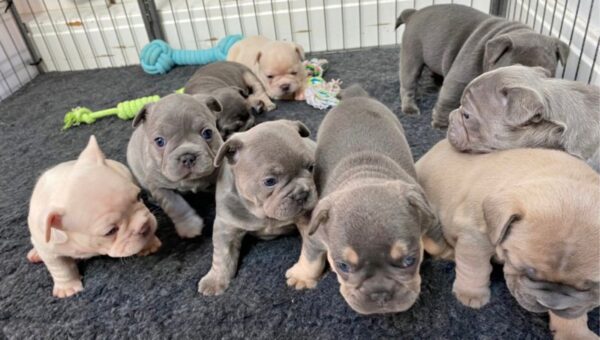 Buy French Bulldog puppies online