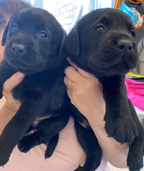 Buy Labrador Retriever puppies 