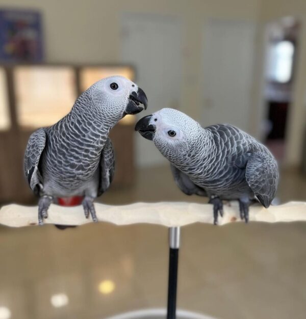 African Grey Parrot for Sale
