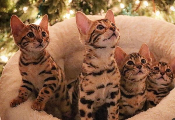 Buy Bengal kittens online