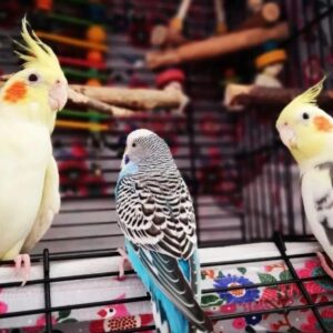 Cockatiel parrot for sale online