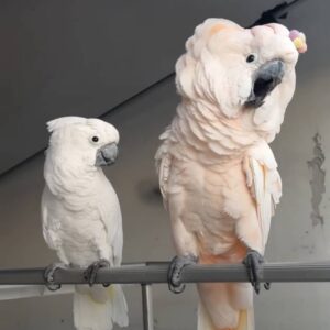 Buy Cockatoo parrot online