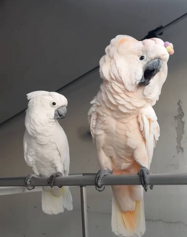 Buy Cockatoo parrot online