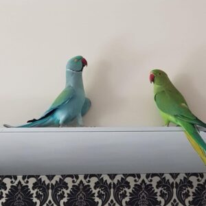Buy Indian Ringneck parrot online