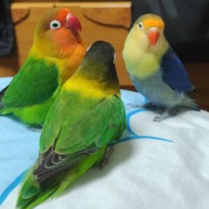 Buy Lovebirds online in Canada