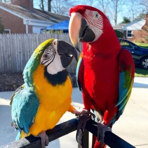 Buy Macaw parrot online