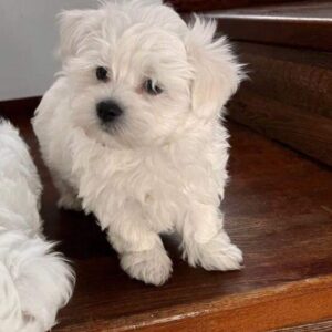 Buy Maltese puppies online