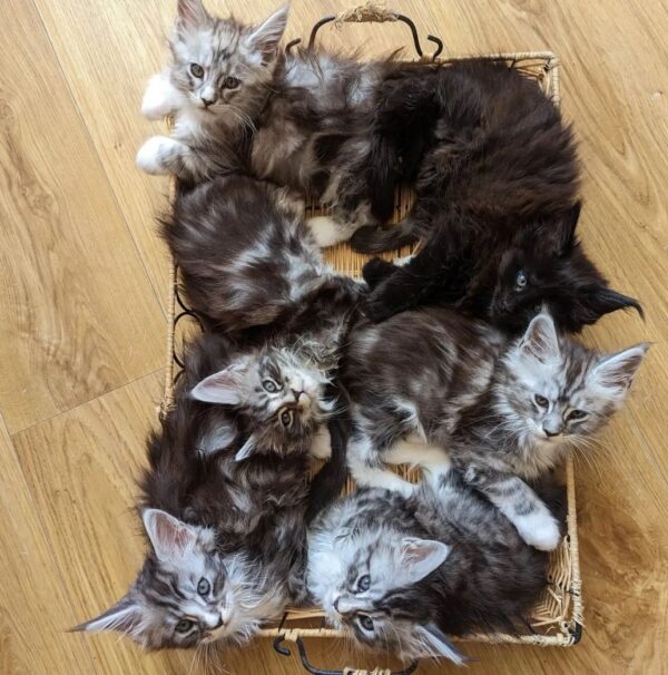 Buy Maine Coon kittens online