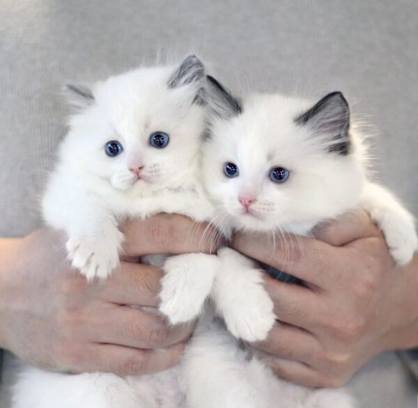 Buy Ragdoll Kittens online