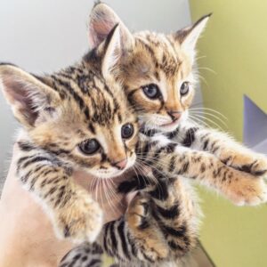 Buy Savannah kittens online