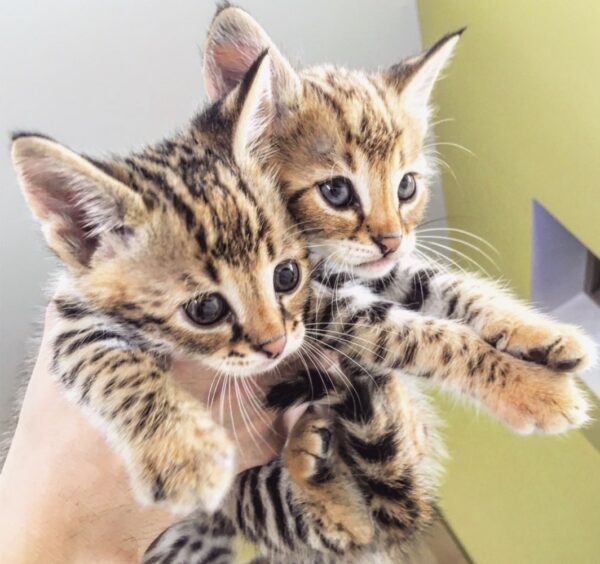 Buy Savannah kittens online