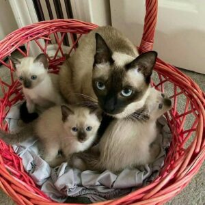 Buy Siamese kittens online