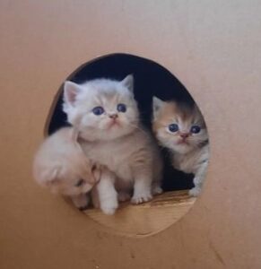 Buy Scottish Fold Kittens online
