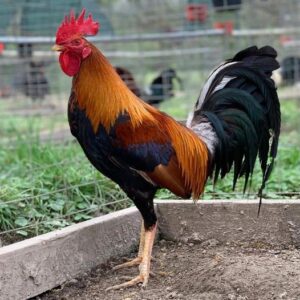 Albany Gamefowl