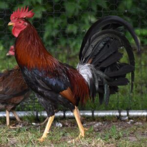 Claret gamefowl