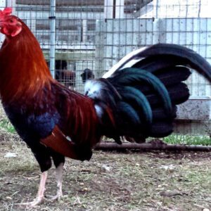 Roundhead Gamefowl