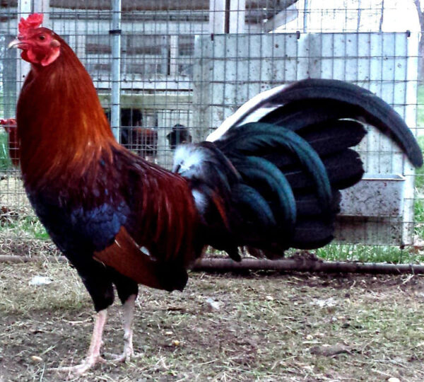 Roundhead Gamefowl