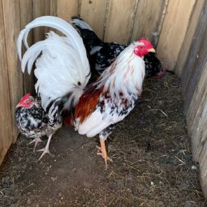 Whitehackle Gamefowl