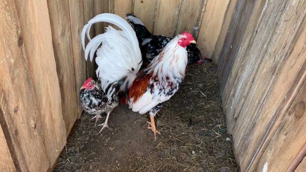 Whitehackle Gamefowl